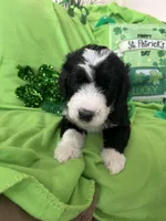 Aerabus, a male Old English Sheepdog and Poodle - Standard  for sale in Sterling Heights, MI – Photo 1 of 7