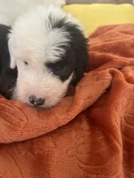 Navy, a male Old English Sheepdog for sale in Sterling Heights, MI – 5 of 8
