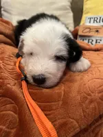Orange, a female Old English Sheepdog for sale in Sterling Heights, MI – 3 of 8
