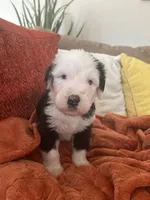 Grey, a male Old English Sheepdog for sale in Sterling Heights, MI – 4 of 5
