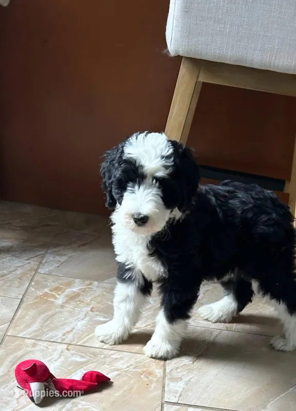 Batman-Reduced – Sheepadoodle puppy for sale in Sterling Heights, MI