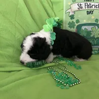 Batman-Reduced, a male Sheepadoodle for sale in Sterling Heights, MI – Photo 6 of 10