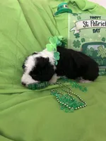 Batman, a male Sheepadoodle for sale in Sterling Heights, MI – Photo 3 of 7