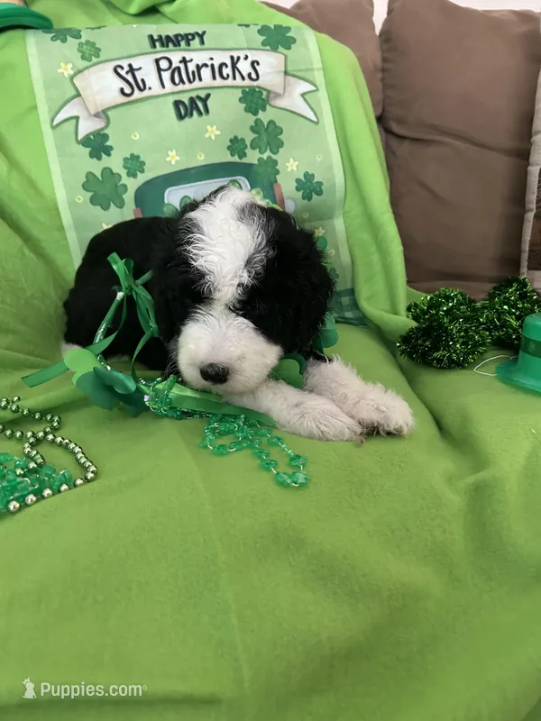 Batman, a male Sheepadoodle for sale in Sterling Heights, MI – Photo 1 of 7