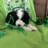 Batman-Reduced, a male Sheepadoodle for sale in Sterling Heights, MI – Photo 1 of 10