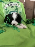 Batman, a male Sheepadoodle for sale in Sterling Heights, MI – Photo 1 of 7