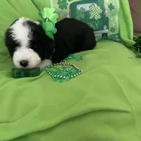 Batman-Reduced, a male Sheepadoodle for sale in Sterling Heights, MI – Photo 5 of 10