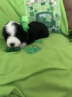 Batman, a male Sheepadoodle for sale in Sterling Heights, MI – Photo 2 of 7