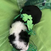 Batman-Reduced, a male Sheepadoodle for sale in Sterling Heights, MI – Photo 7 of 10