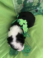 Batman, a male Sheepadoodle for sale in Sterling Heights, MI – Photo 4 of 7