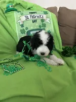 Batman, a male Sheepadoodle for sale in Sterling Heights, MI – Photo 7 of 7