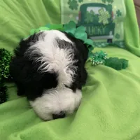 Batman-Reduced, a male Sheepadoodle for sale in Sterling Heights, MI – Photo 8 of 10