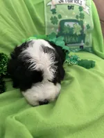 Batman, a male Sheepadoodle for sale in Sterling Heights, MI – Photo 5 of 7