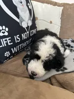 Batman-Reduced, a male Sheepadoodle for sale in Sterling Heights, MI – Photo 3 of 10