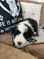 Batman-Reduced, a male Sheepadoodle for sale in Sterling Heights, MI – Photo 4 of 10