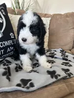 Batman-Reduced, a male Sheepadoodle for sale in Sterling Heights, MI – Photo 2 of 10