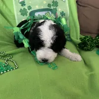 Batman-Reduced, a male Sheepadoodle for sale in Sterling Heights, MI – Photo 9 of 10