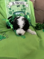 Batman, a male Sheepadoodle for sale in Sterling Heights, MI – Photo 6 of 7