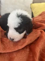 Navy, a male Old English Sheepdog for sale in Sterling Heights, MI – 3 of 5