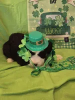 Odin/Hold, a male Old English Sheepdog and Poodle - Standard  for sale in Sterling Heights, MI – Photo 5 of 6