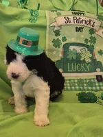 Odin/Hold, a male Old English Sheepdog and Poodle - Standard  for sale in Sterling Heights, MI – Photo 6 of 6