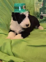 Odin/Hold, a male Old English Sheepdog and Poodle - Standard  for sale in Sterling Heights, MI – Photo 4 of 6