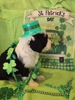 Odin/Hold, a male Old English Sheepdog and Poodle - Standard  for sale in Sterling Heights, MI – Photo 2 of 6