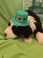 Odin/Hold, a male Old English Sheepdog and Poodle - Standard  for sale in Sterling Heights, MI – Photo 3 of 6