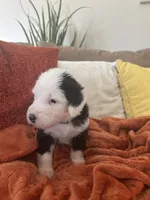 Grey, a male Old English Sheepdog for sale in Sterling Heights, MI – 3 of 5