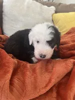 Navy, a male Old English Sheepdog for sale in Sterling Heights, MI – 5 of 5