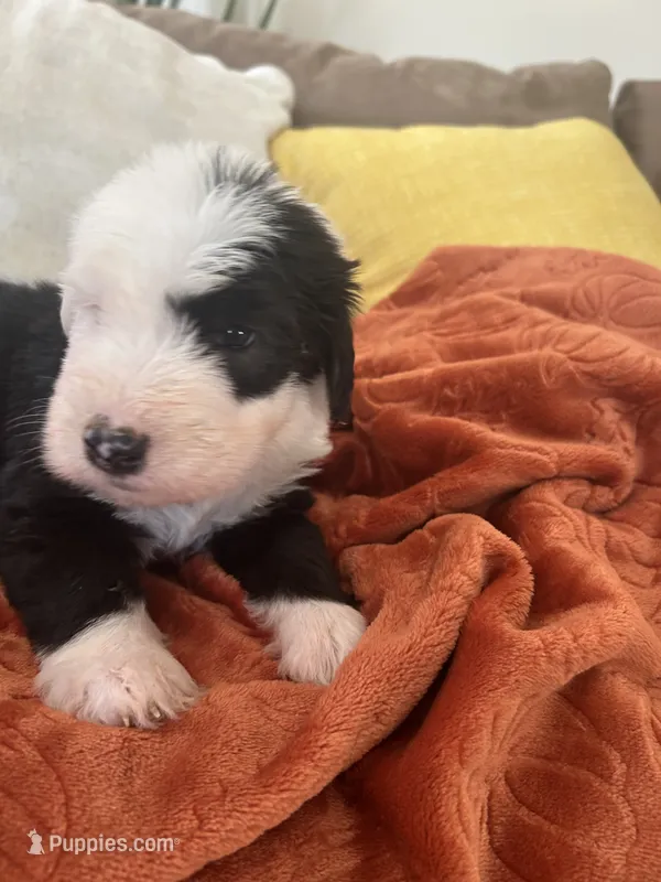 Navy – Old English Sheepdog puppy for sale in Sterling Heights, MI