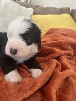 Navy, a male Old English Sheepdog for sale in Sterling Heights, MI – 1 of 5