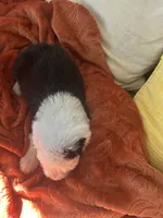Purple, a male Old English Sheepdog for sale in Sterling Heights, MI – 6 of 7