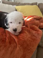 Forest green, a male Old English Sheepdog for sale in Sterling Heights, MI – 5 of 7