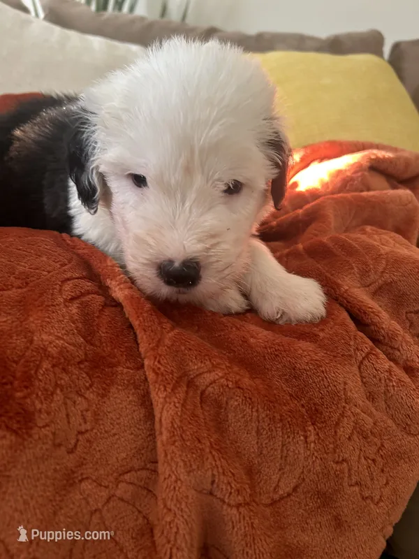 Forest green – Old English Sheepdog puppy for sale in Sterling Heights, MI
