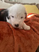 Forest green, a male Old English Sheepdog for sale in Sterling Heights, MI – 1 of 7