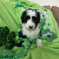Robin - Reduced, a male Sheepadoodle for sale in Sterling Heights, MI – Photo 6 of 6