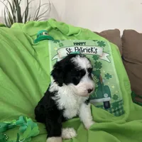 Robin - Reduced, a male Sheepadoodle for sale in Sterling Heights, MI – Photo 4 of 6