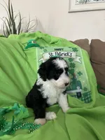 Robin, a male Sheepadoodle for sale in Sterling Heights, MI – Photo 4 of 6