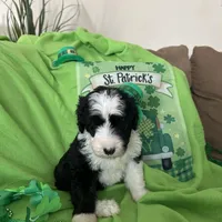 Robin - Reduced, a male Sheepadoodle for sale in Sterling Heights, MI – Photo 5 of 6