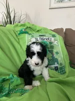 Robin, a male Sheepadoodle for sale in Sterling Heights, MI – Photo 5 of 6