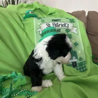 Robin - Reduced, a male Sheepadoodle for sale in Sterling Heights, MI – Photo 2 of 6