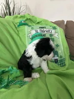 Robin, a male Sheepadoodle for sale in Sterling Heights, MI – Photo 2 of 6