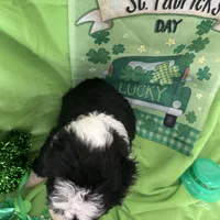 Robin - Reduced, a male Sheepadoodle for sale in Sterling Heights, MI – Photo 3 of 6