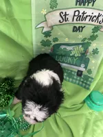 Robin, a male Sheepadoodle for sale in Sterling Heights, MI – Photo 3 of 6
