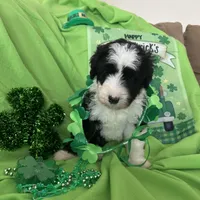 Robin - Reduced, a male Sheepadoodle for sale in Sterling Heights, MI – Photo 1 of 6