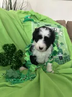 Robin, a male Sheepadoodle for sale in Sterling Heights, MI – Photo 1 of 6