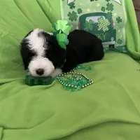 Batman-Reduced, a male Old English Sheepdog and Poodle - Standard  for sale in Sterling Heights, MI – Photo 10 of 10