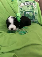 Batman, a male Old English Sheepdog and Sheepadoodle for sale in Sterling Heights, MI – Photo 3 of 8