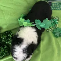 Batman-Reduced, a male Old English Sheepdog and Poodle - Standard  for sale in Sterling Heights, MI – Photo 9 of 10